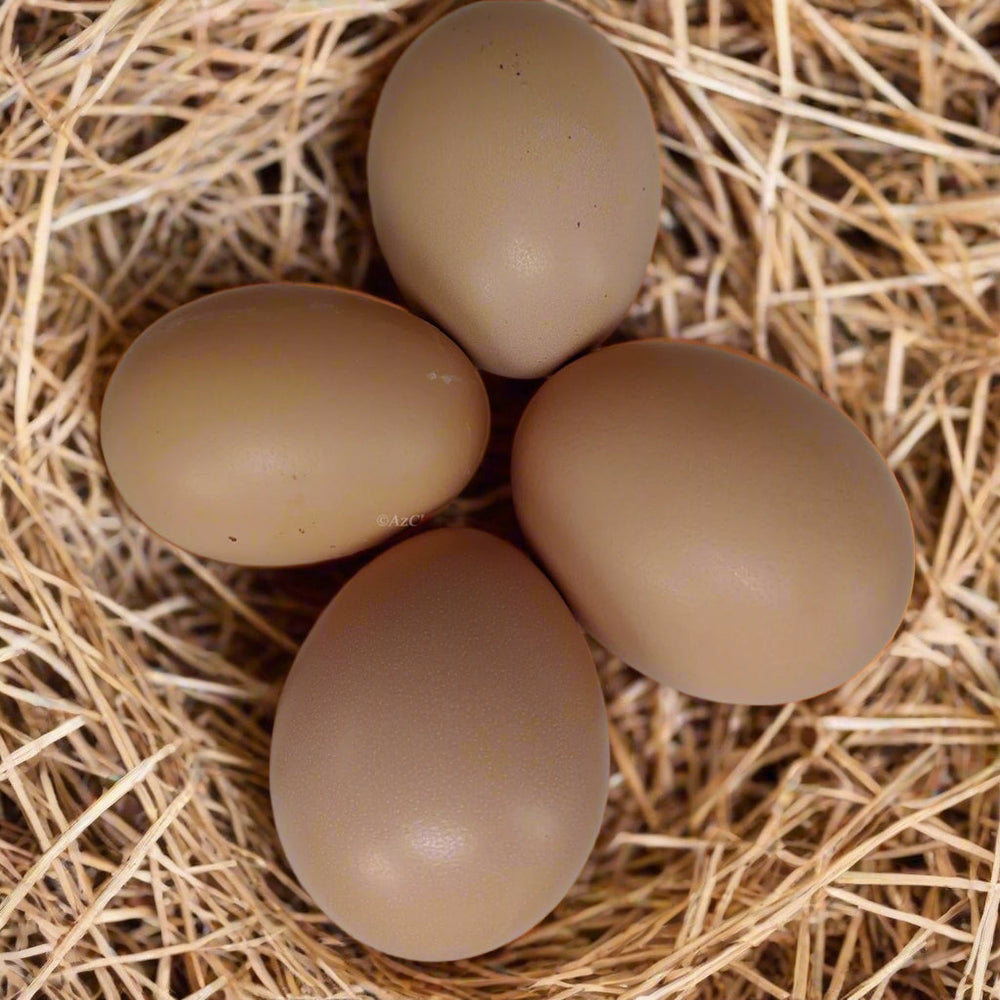 Buff Orpington Chicks – Buy 10 + 5 Bonus Free (15 All-Female, Shipping Included)