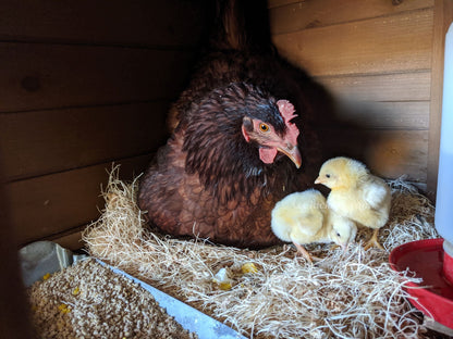 Rhode Island Red Chicks – Buy 10 + 5 Bonus Free (15 All-Female, Shipping Included)