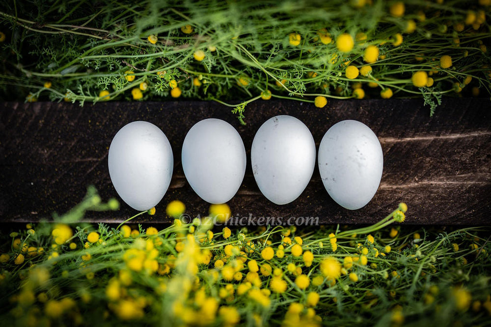 Rainbow Egg Assortment – Buy 10 + 5 Bonus Free (15 St. Run Chicks, Shipping Included)