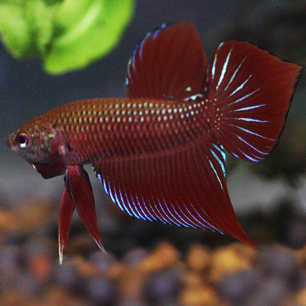 Wild live bettas Type (Male)