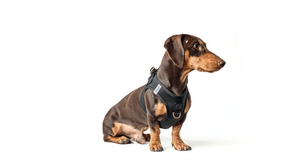 Dogistry - SoHo Dog Harness - Black