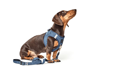 Dogistry - SoHo Dog Harness - Denim