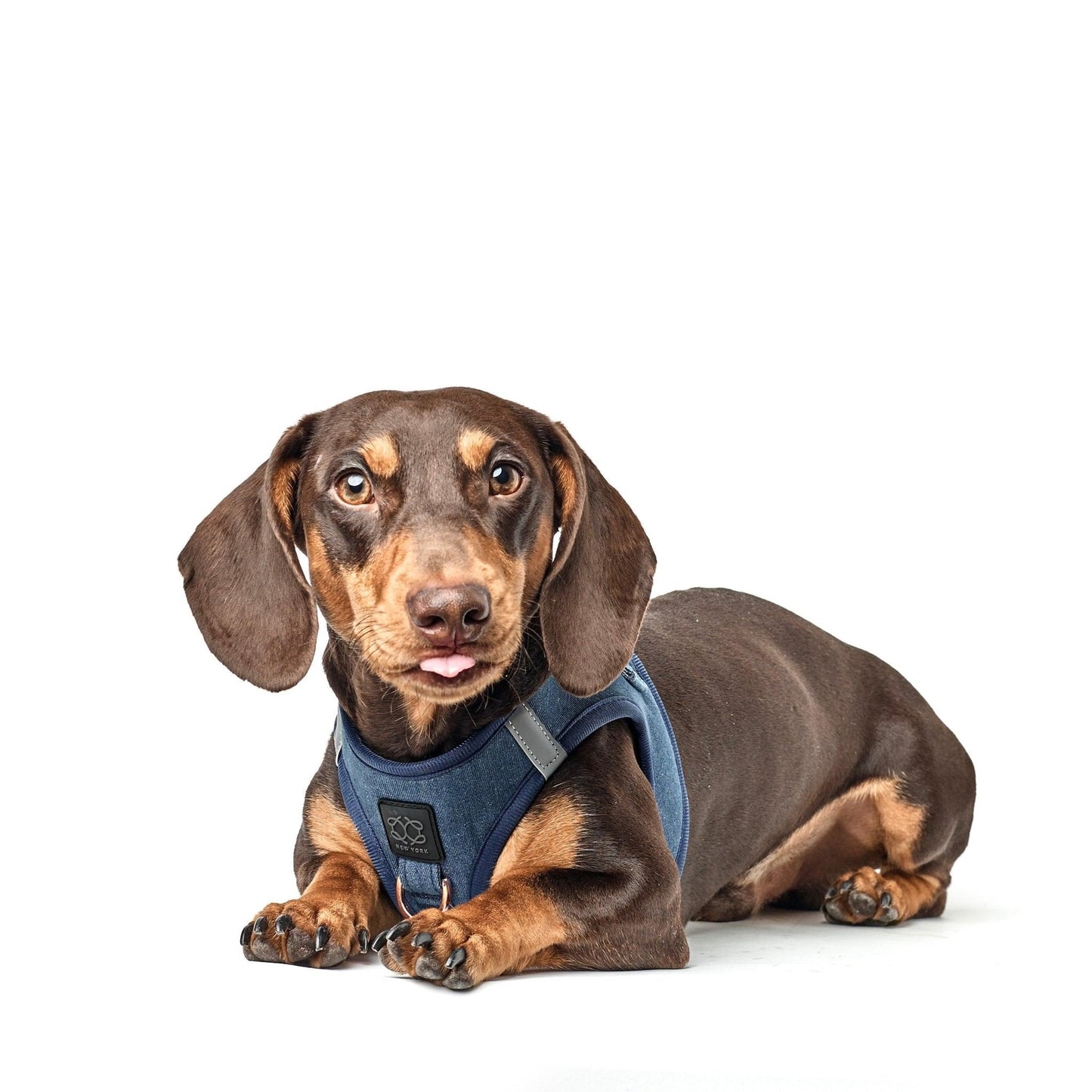 Dogistry - SoHo Dog Harness - Denim