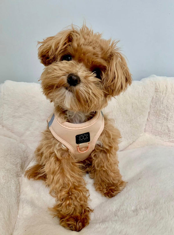 Dogistry - SoHo Dog Harness - Dune