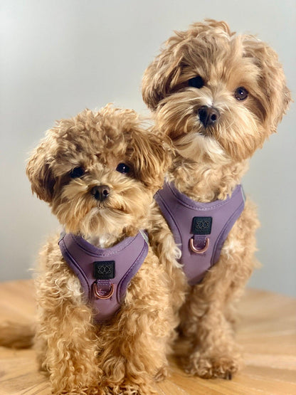 Dogistry - SoHo Dog Harness - Lilac Gray