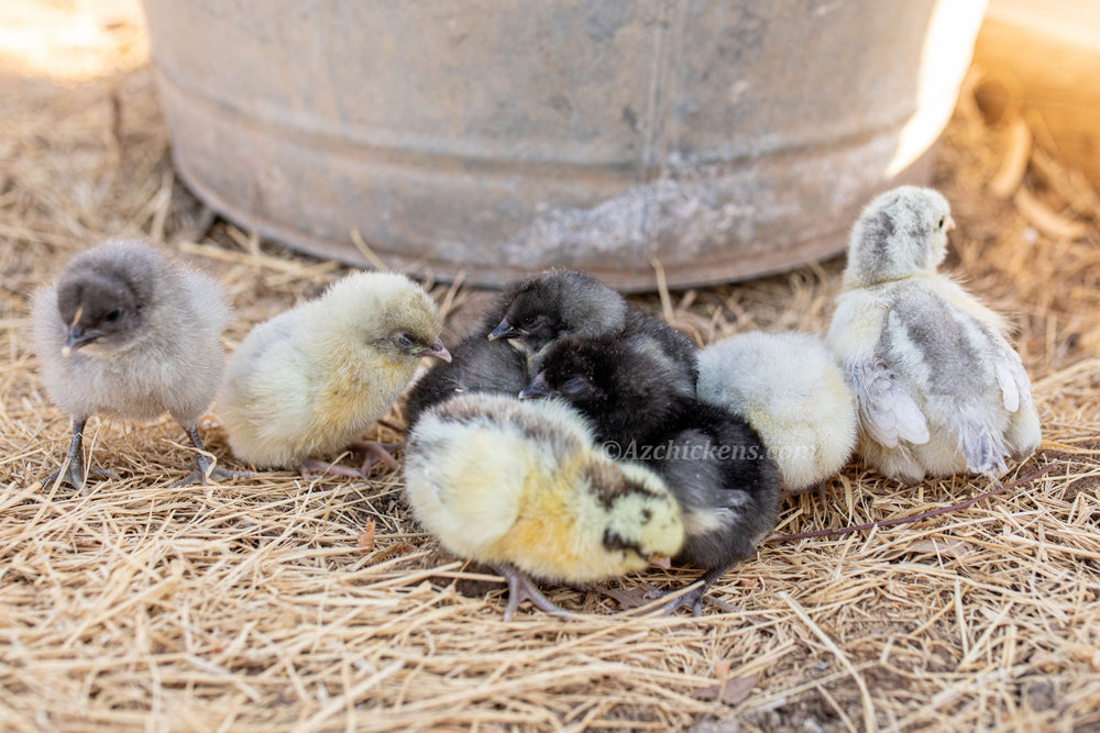 American Bresse Chicks - Assorted Colors - Buy 10 + 5 Bonus Free (Unsexed, Shipping Included)