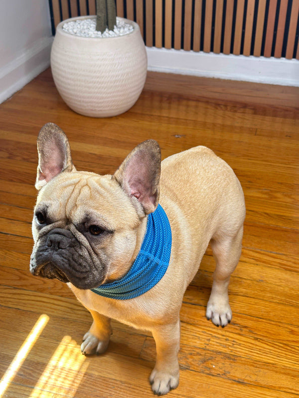 Cooling Dog Neck Vest indoor