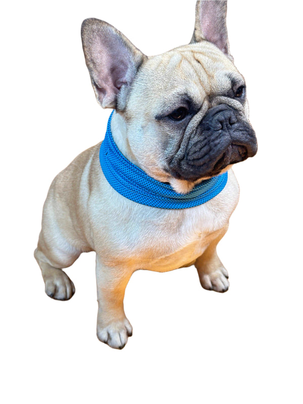 Cooling Dog Neck Vest