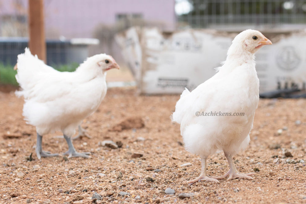 White American Bresse Chicks - Buy 10 + 5 Bonus Free (Unsexed, Shipping Included)