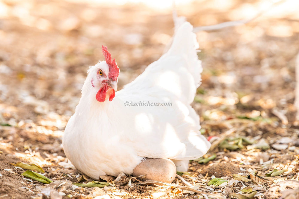 White American Bresse Chicks - Buy 10 + 5 Bonus Free (Unsexed, Shipping Included)