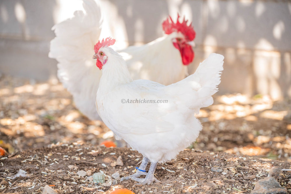 White American Bresse Chicks - Buy 10 + 5 Bonus Free (Unsexed, Shipping Included)