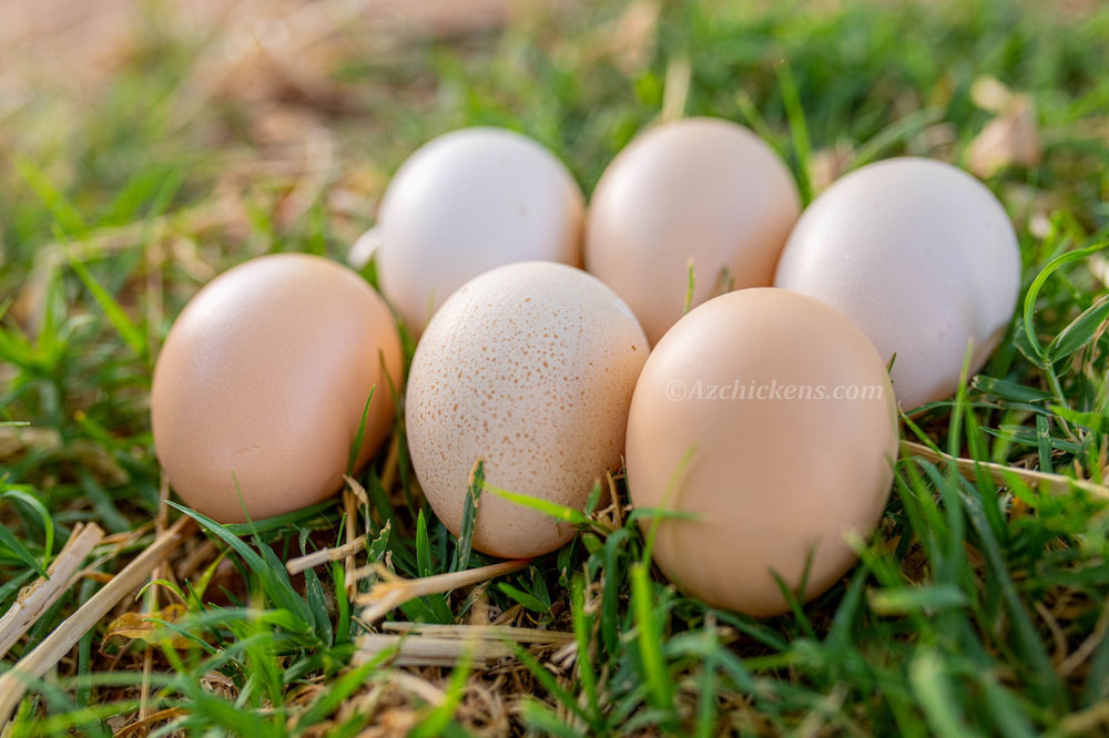 American Bresse Chicks - Assorted Colors - Buy 10 + 5 Bonus Free (Unsexed, Shipping Included)