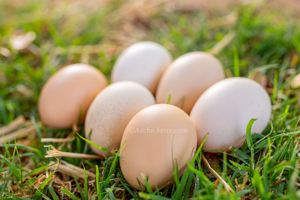White American Bresse Chicks - Buy 10 + 5 Bonus Free (Unsexed, Shipping Included)