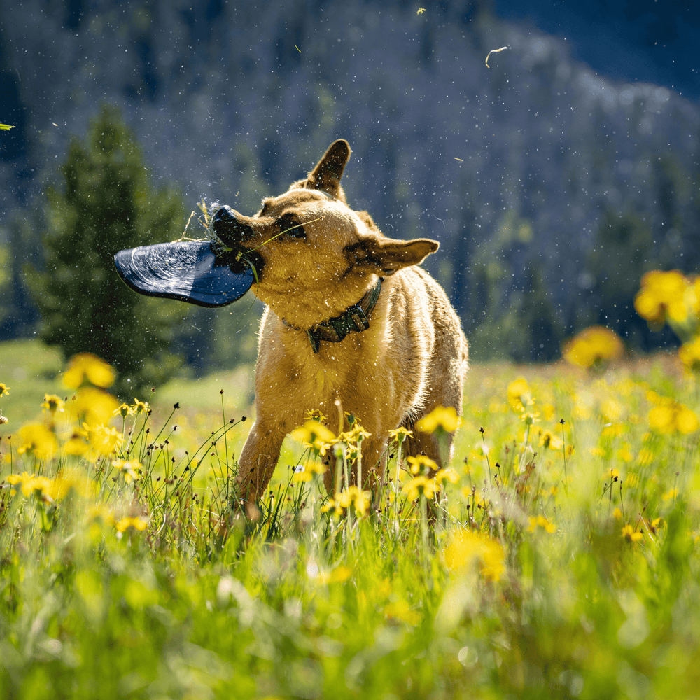 Monster K9 Dog Toys - Aero Disc