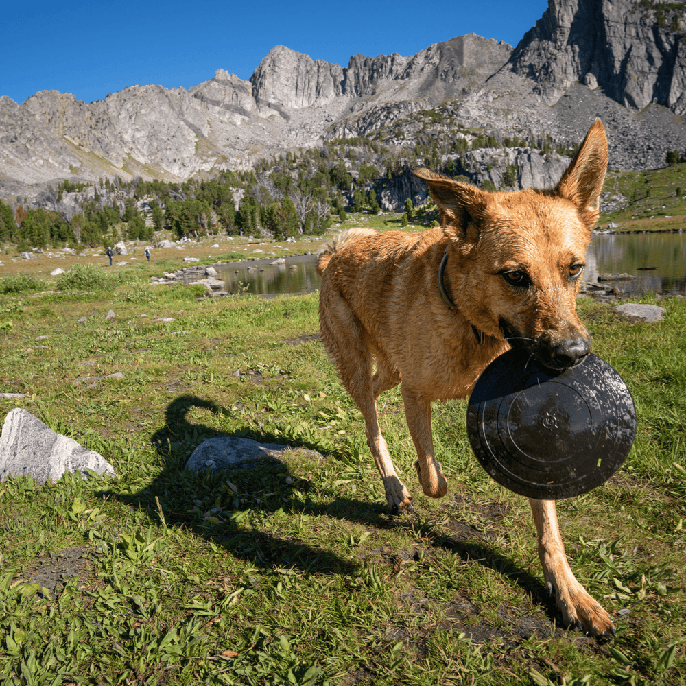 Monster K9 Dog Toys - Aero Disc