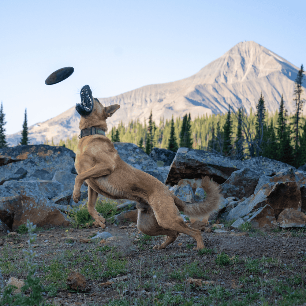 Monster K9 Dog Toys - Aero Disc