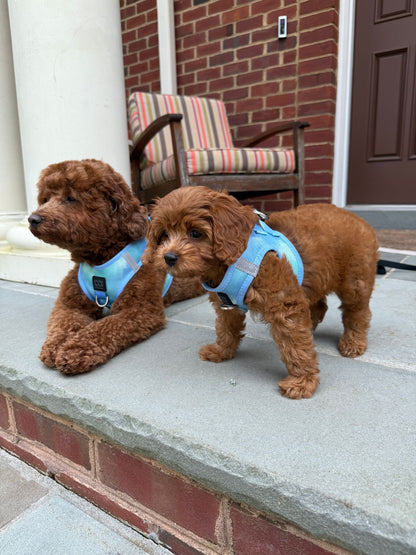Dogistry - The Summer AIR Dog Harness - Ocean