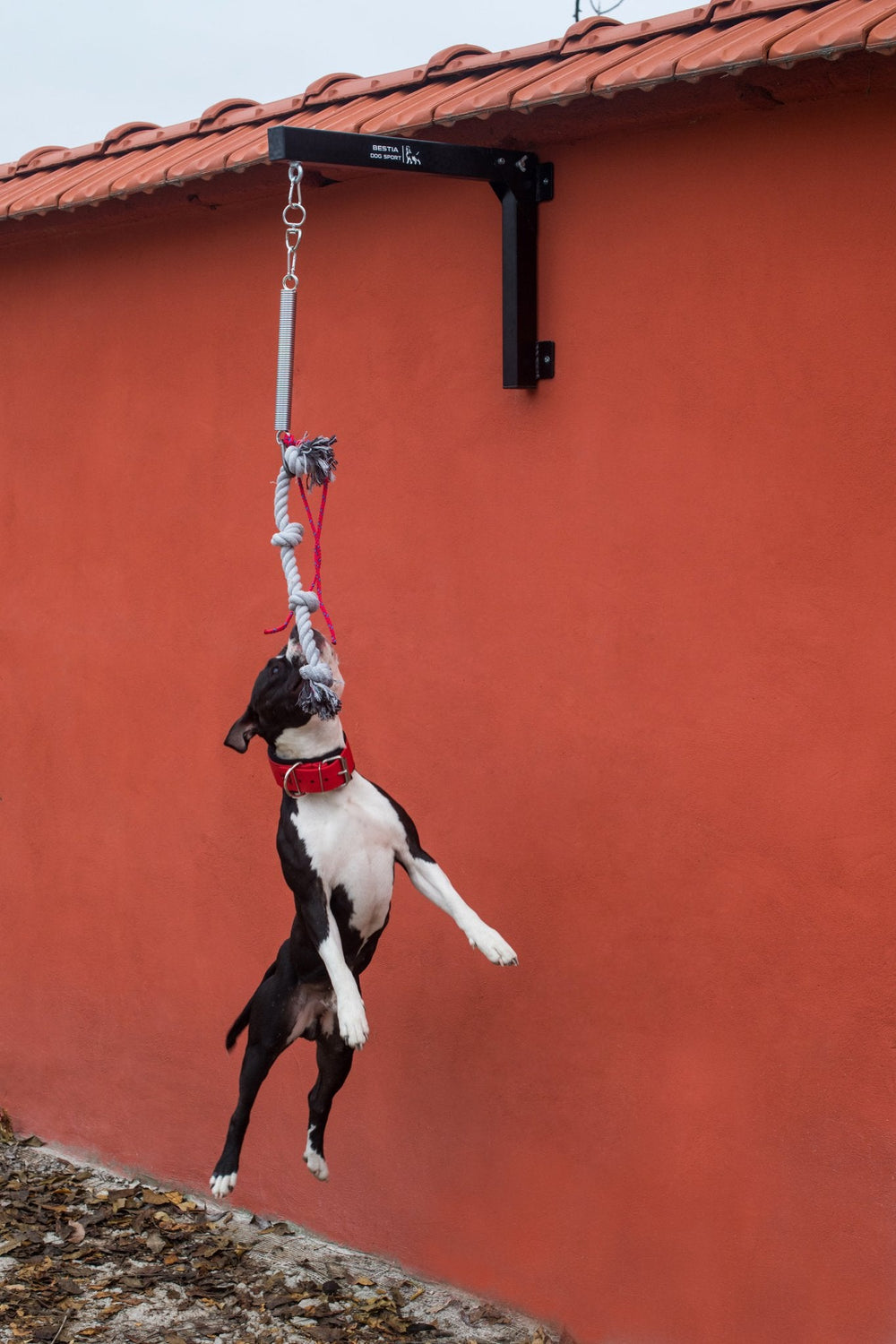 BESTIA DOG SPORT Spring Pole Set