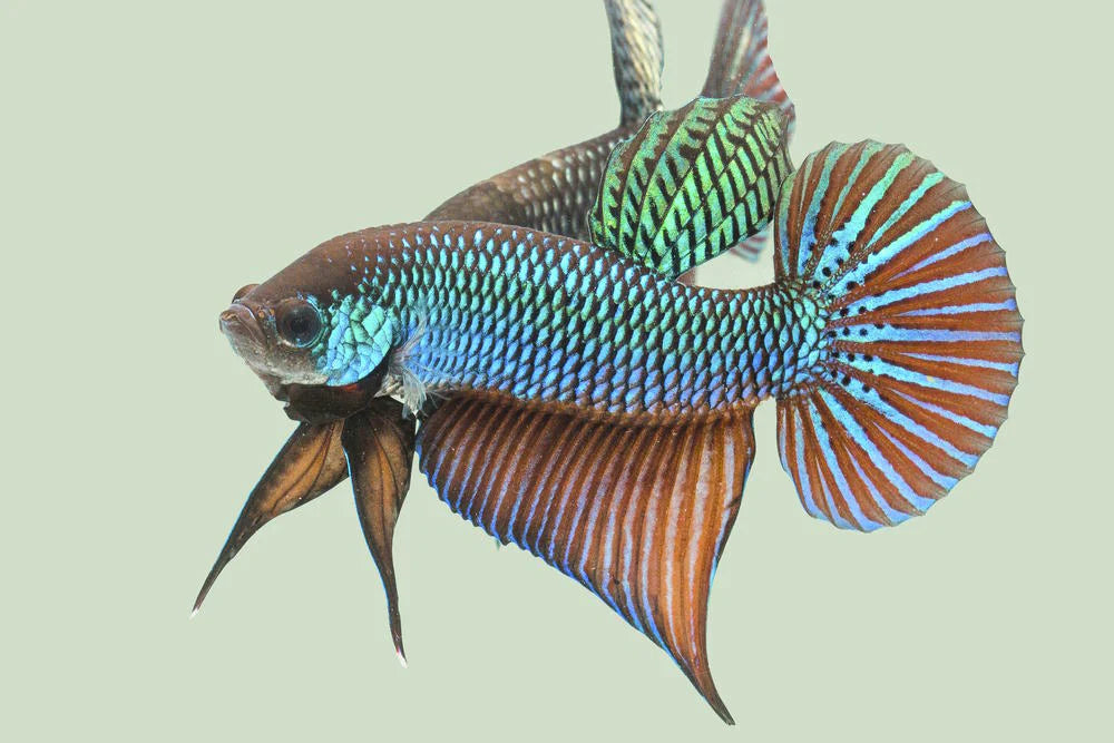 Wild live bettas Type (Male)