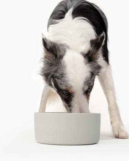 Fable -Dog Bowl