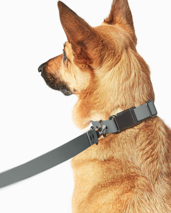 Fable - Signature Dog Collar