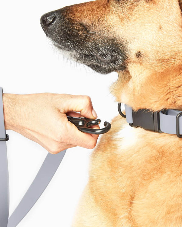 Fable - Signature Dog Collar