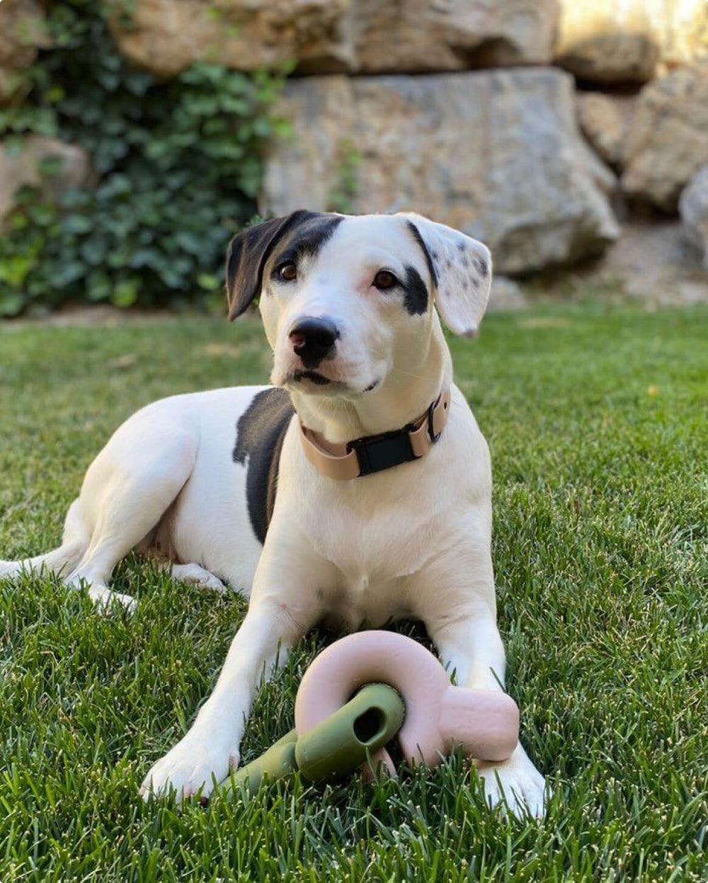 Fable - Signature Dog Collar