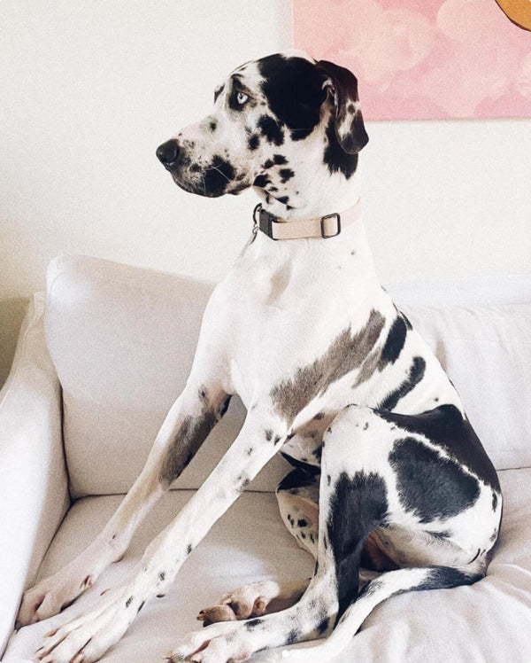 Fable - Signature Dog Collar