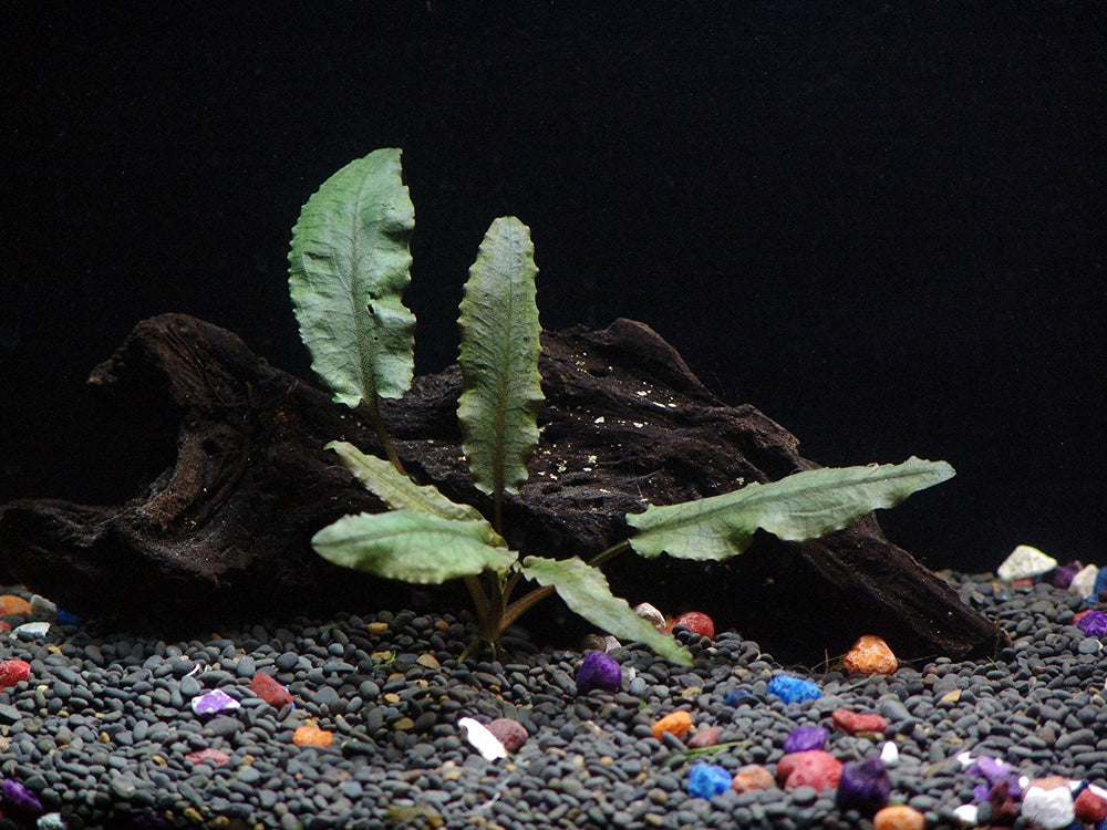 6 Species Aquarium Plants Bundle – Java Fern, Hornwort, Amazon Sword, Moneywort, Ludwigia and Cryptocoryne