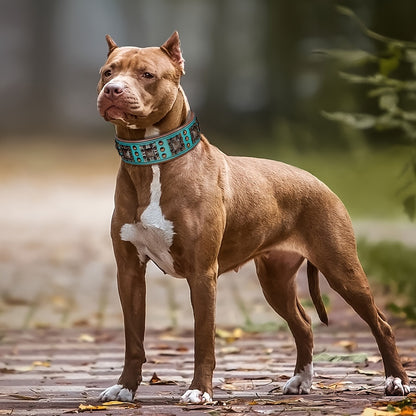 Supreme Leather Dog Collar dog outside