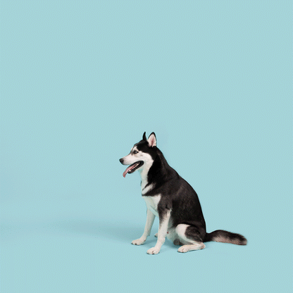 Jolly Pets - Jolly Tuff Flyer