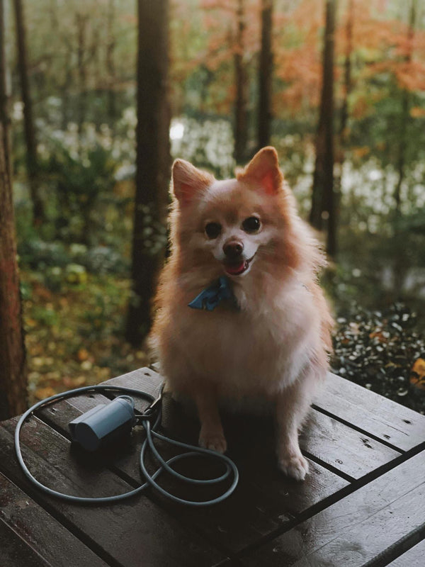 Fable - Magic Dog Leash ®