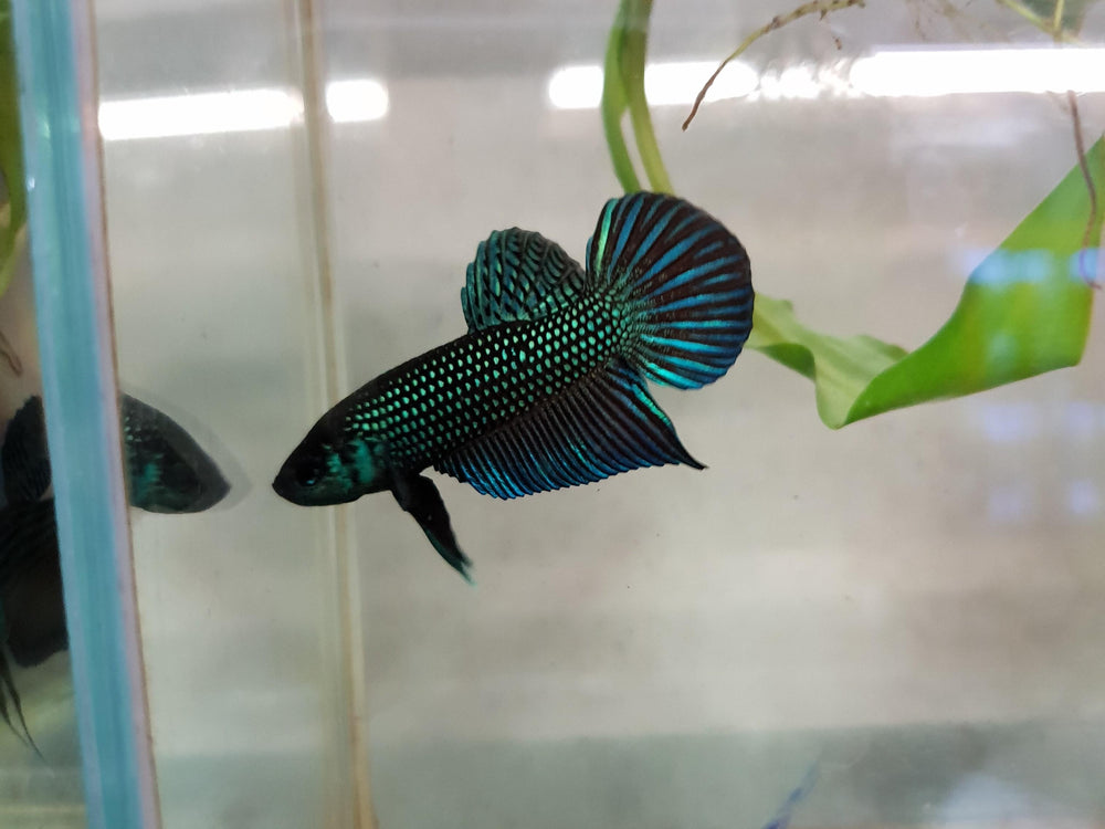 Wild live bettas Type (Male)