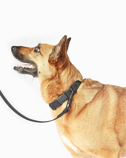 Fable - Signature Dog Leash