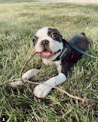 Fable - Signature Dog Leash