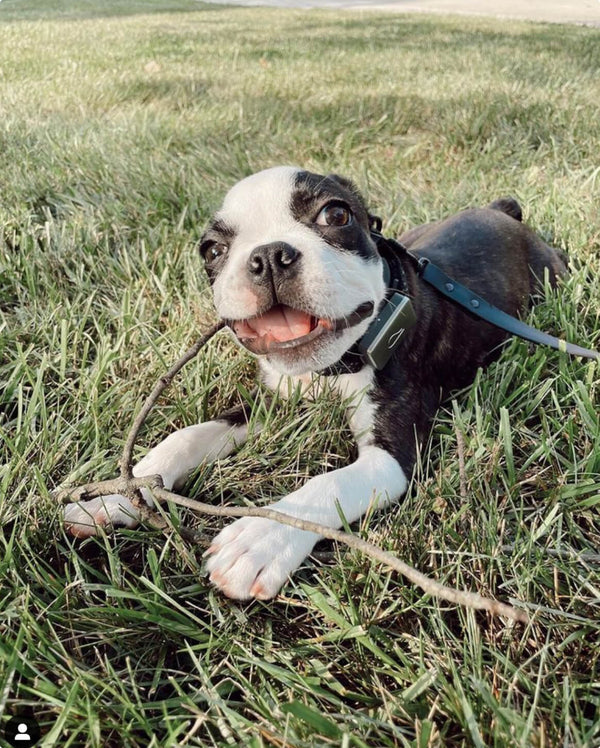 Fable - Signature Dog Leash