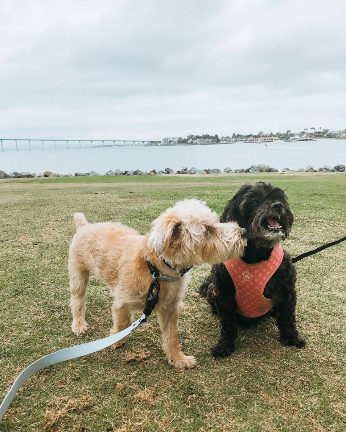 Fable - Signature Dog Leash