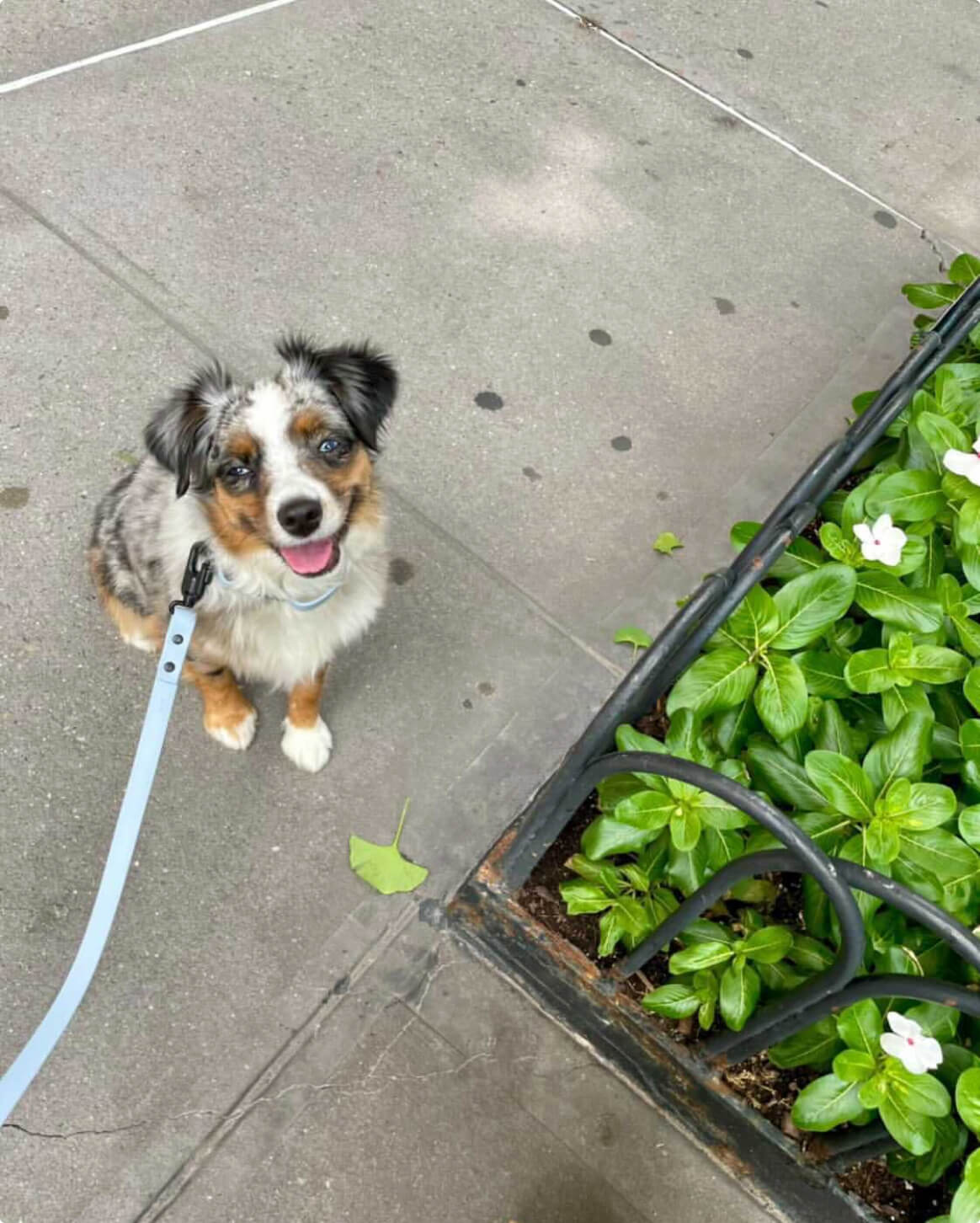 Fable - Signature Dog Leash