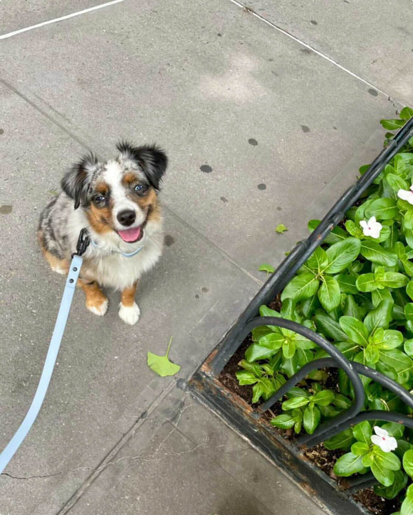 Fable - Signature Dog Leash