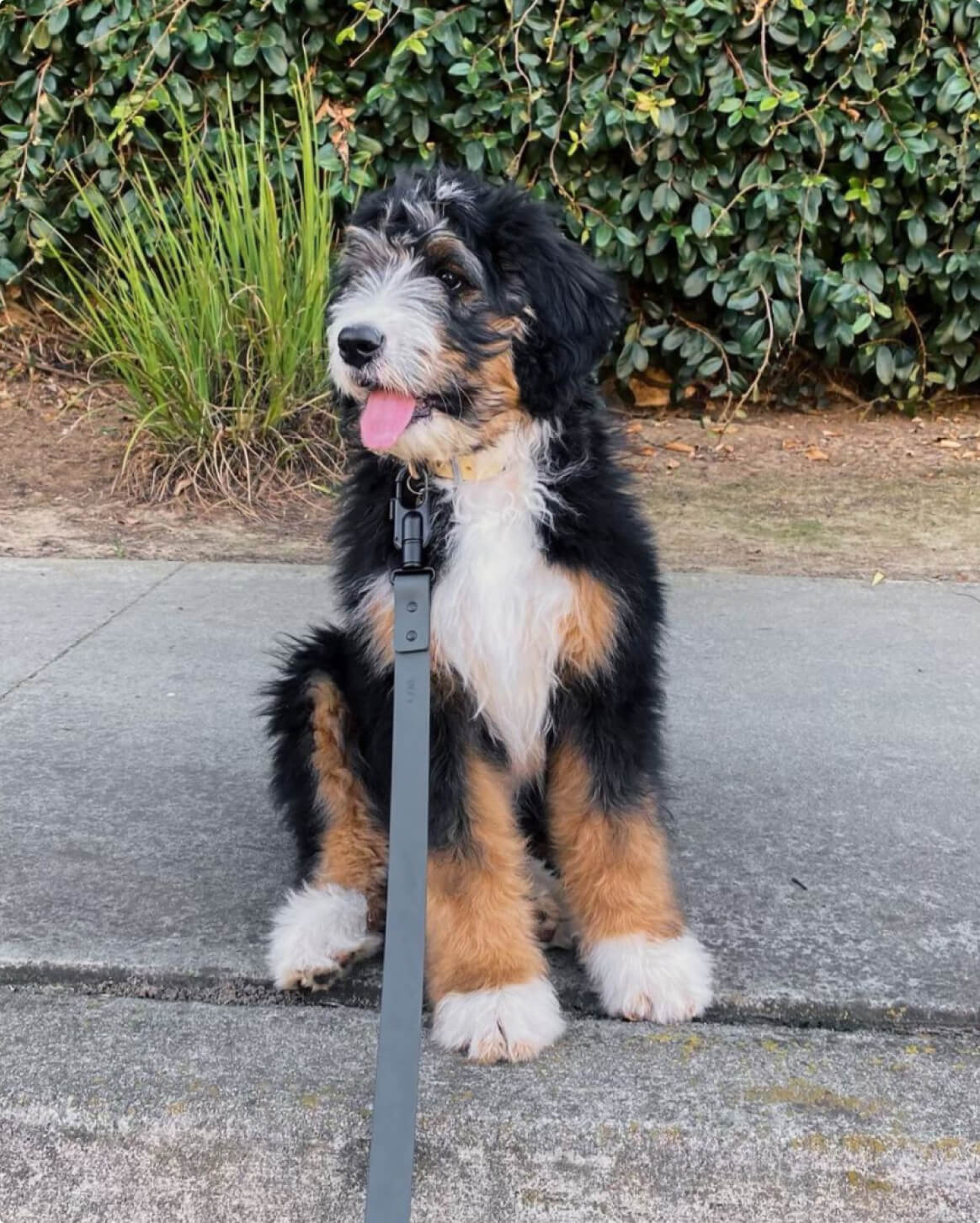 Fable - Signature Dog Leash