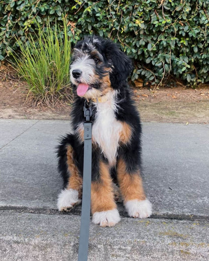 Fable - Signature Dog Leash