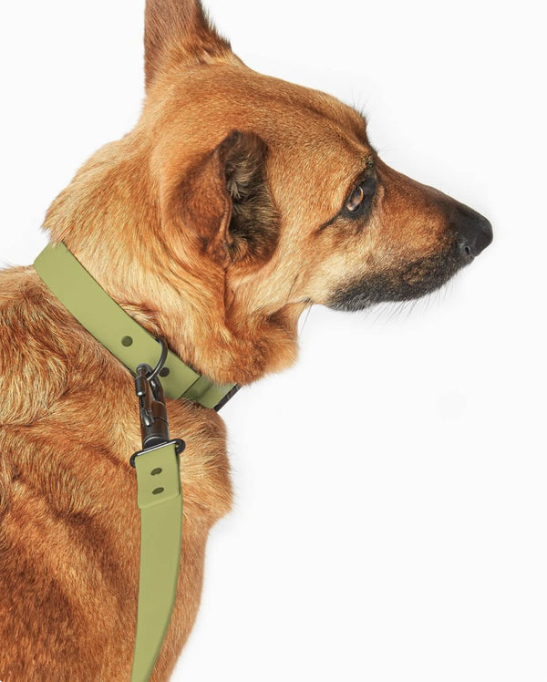 Fable - Signature Dog Leash