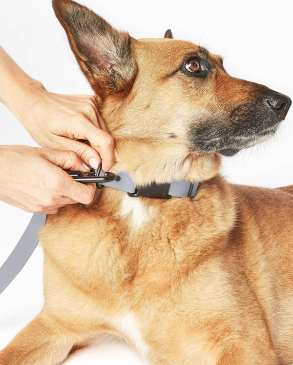 Fable - Signature Dog Leash
