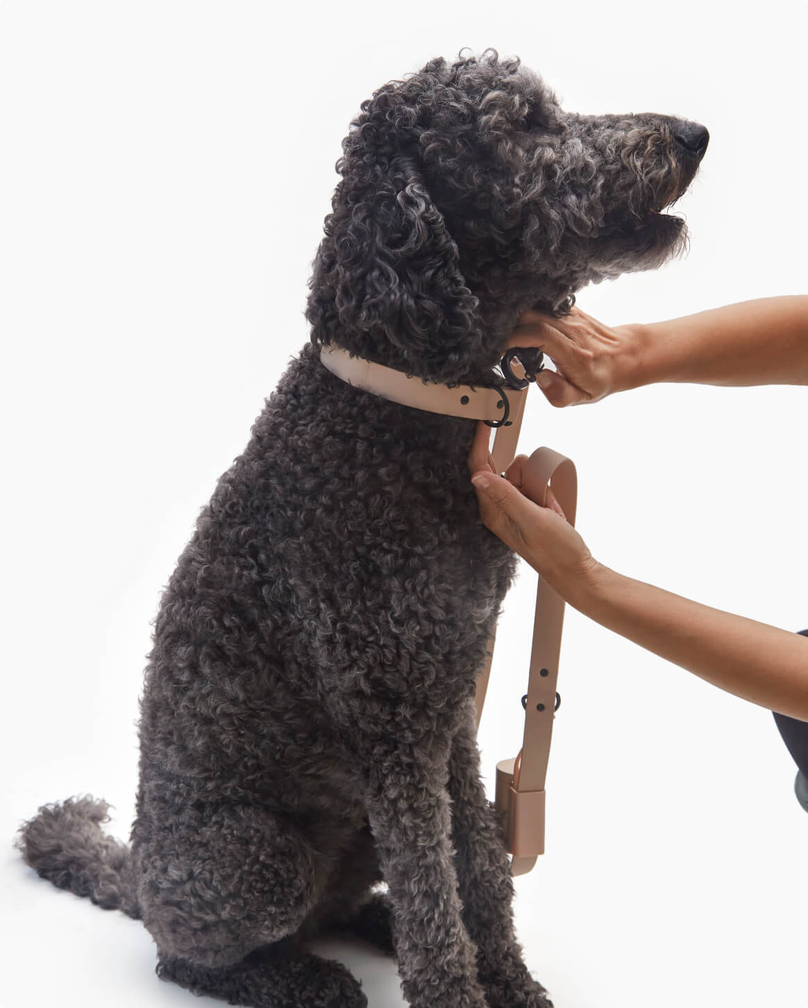 Fable - Signature Dog Leash