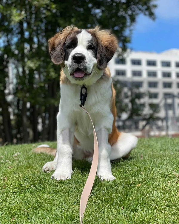 Fable - Signature Dog Leash