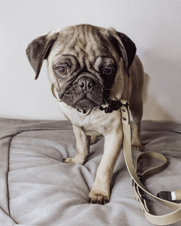 Fable - Signature Dog Leash