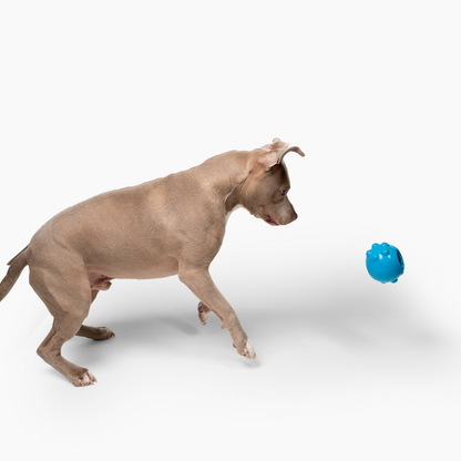 Jolly Pets - Jolly Dipper™