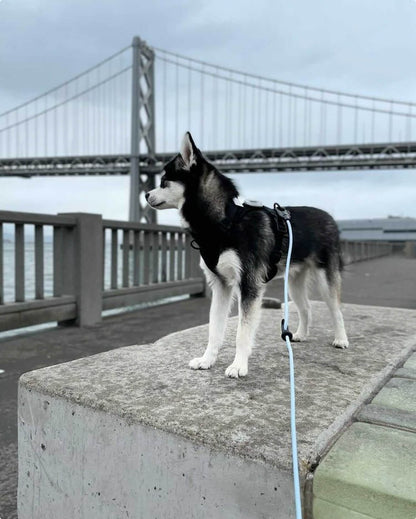 Fable - Magic Link® Dog leash