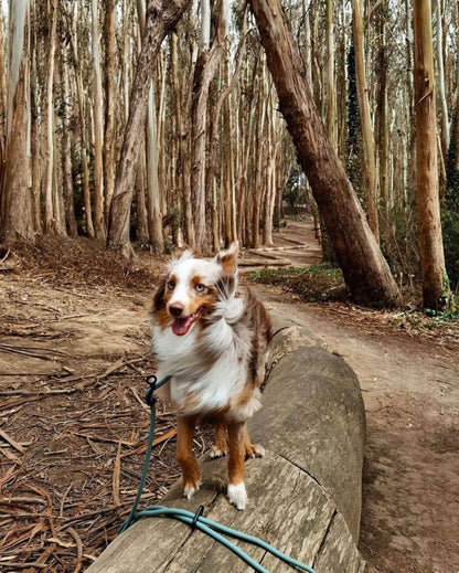 Fable - Magic Link® Dog leash