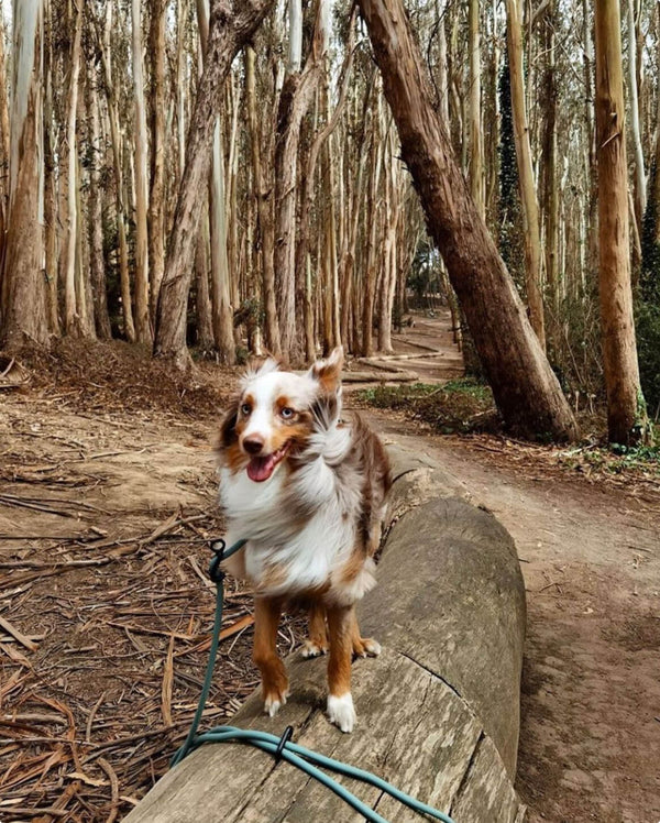 Fable - Magic Link® Dog leash